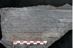 Foto (Detailansicht) von Sigillaria sp.  (NHMW-GEO-2024-0188-11100)